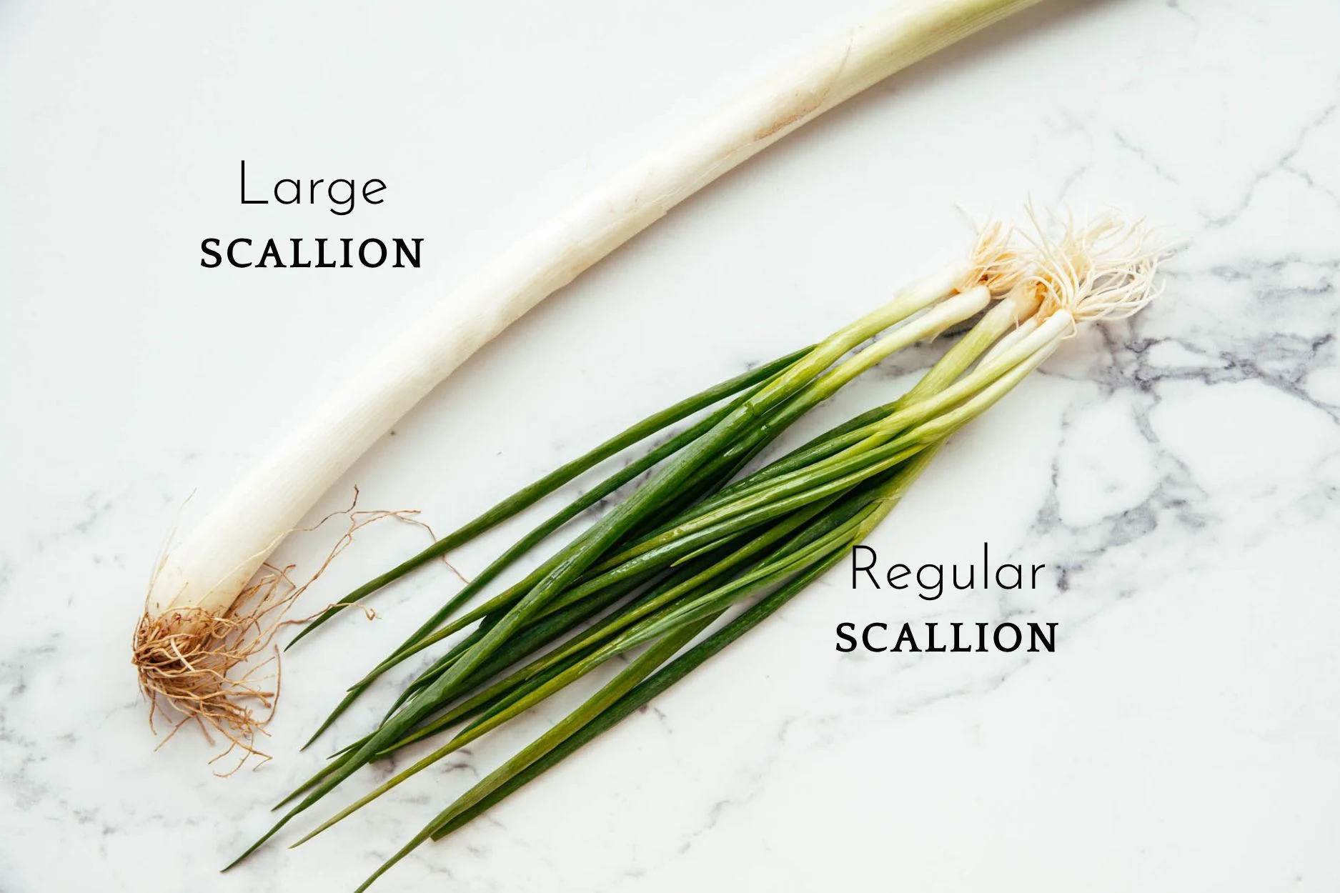 scallion and pork belly stir fry | chinasichuanfood.com